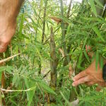 20141127 Fazenda Bambu Brotações no bambuseto 002.jpg