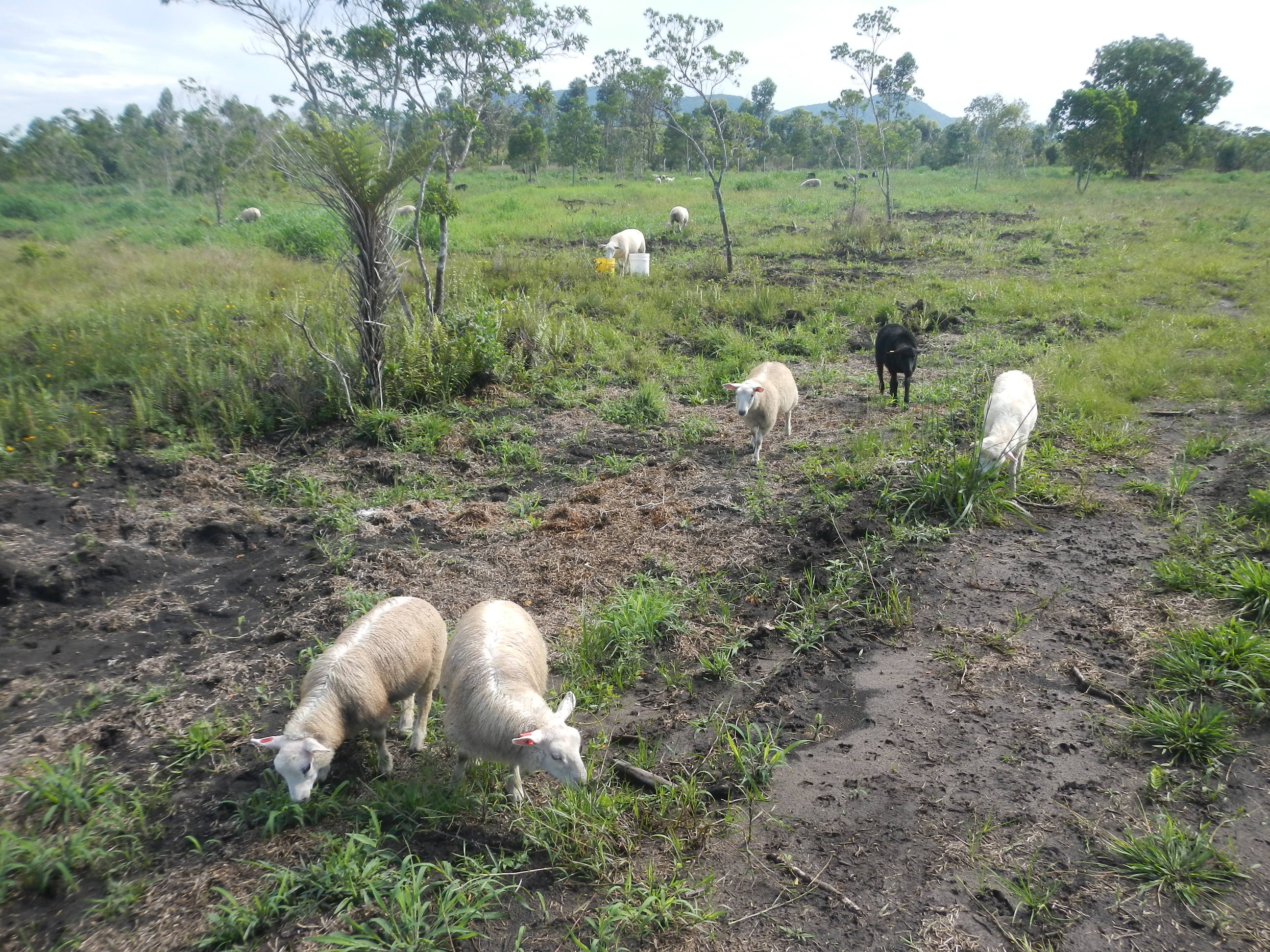20141229 Fazenda Ovinocultura Ovelhas pastagem pastoreio zoot 001.jpg