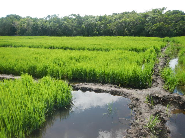 20150115 Fazenda Lavoura Arroz-irrigado alagado irrigação experi.jpg