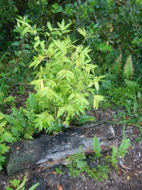 20150219 Fazenda Muda de Bambu Guadua angustifolia.jpg