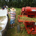 20150305 Fazenda Trilhadora de grãos arroz Lavoura Mecanização 001.jpg