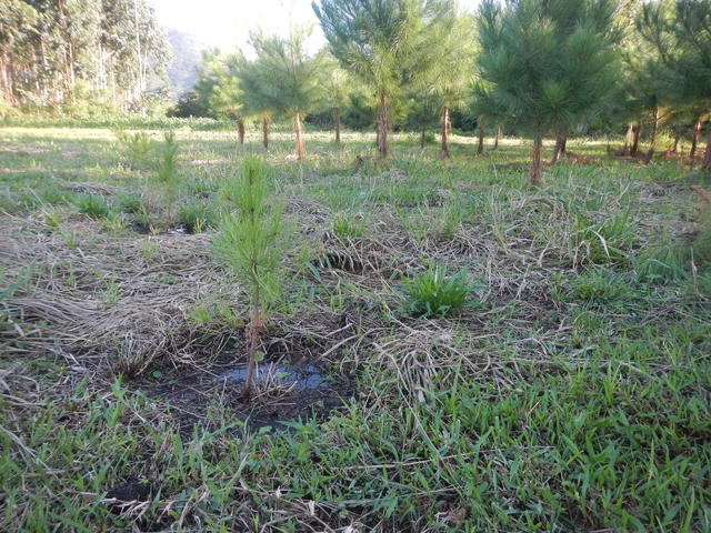 20150521 Fazenda Silvicultura Pinus replantio mudas 001.jpg