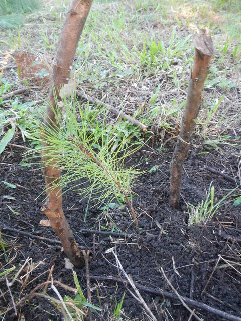 20150521 Fazenda Silvicultura Pinus replantio mudas 002.jpg