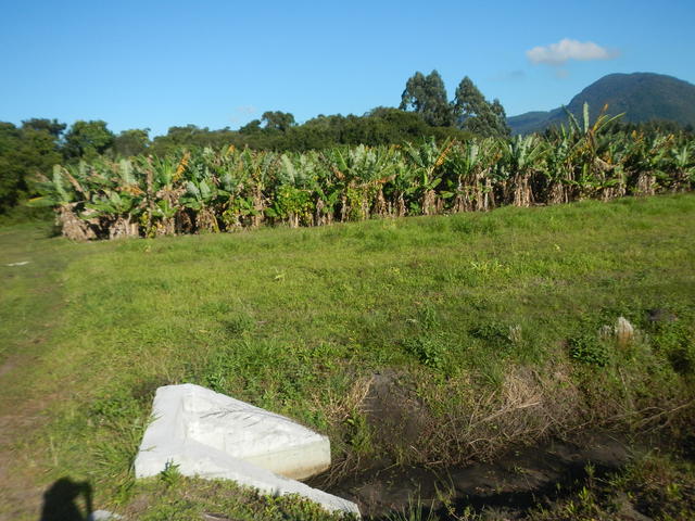 20150703 Fazenda Fruticultura bananal antigo (lado do galpão) 002.jpg