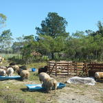 20150731 Fazenda Obra aprisco centro manejo ovinos ovelhas 003.jpg