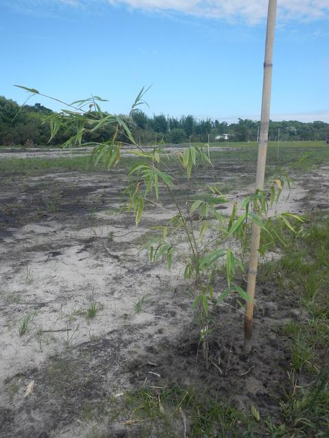 20151211 Fazenda Bambuseto novo Plantas mudas plantadas 002.jpg