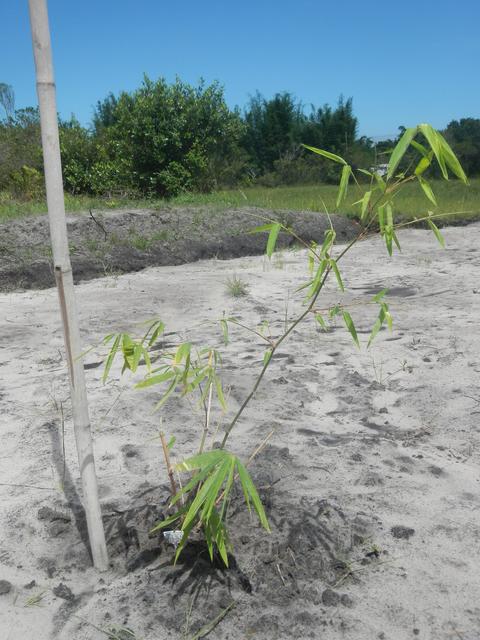 20151211 Fazenda Bambuseto novo Plantas mudas plantadas 006.jpg