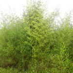 20160311 Fazenda Bambu cana-da-india Phyllostachys aurea Adae 001.jpg