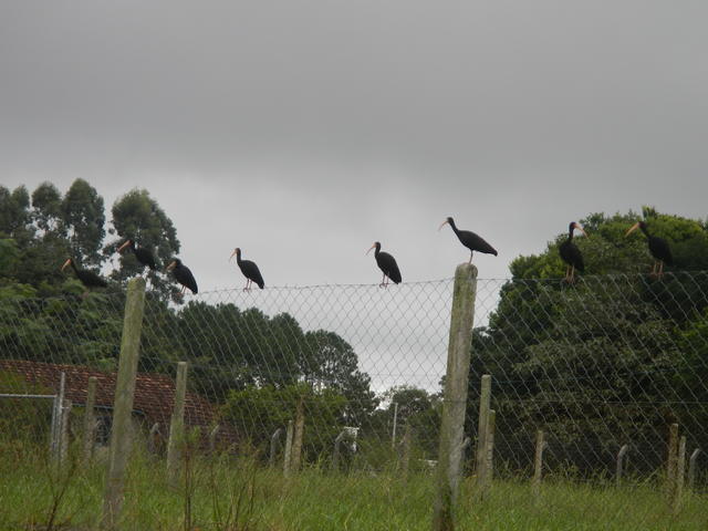 20160411 Fazenda avifauna nativa aves na cerca do aviário.jpg