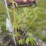 20160425 Fazenda Bambu plantio Dendrocalamus membranaceous 002.jpg