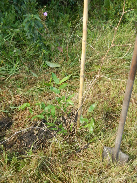 20160507 Fazenda Plantio Bambus área Agroecologia SAFs 003 Guadua angustifolia.jpg