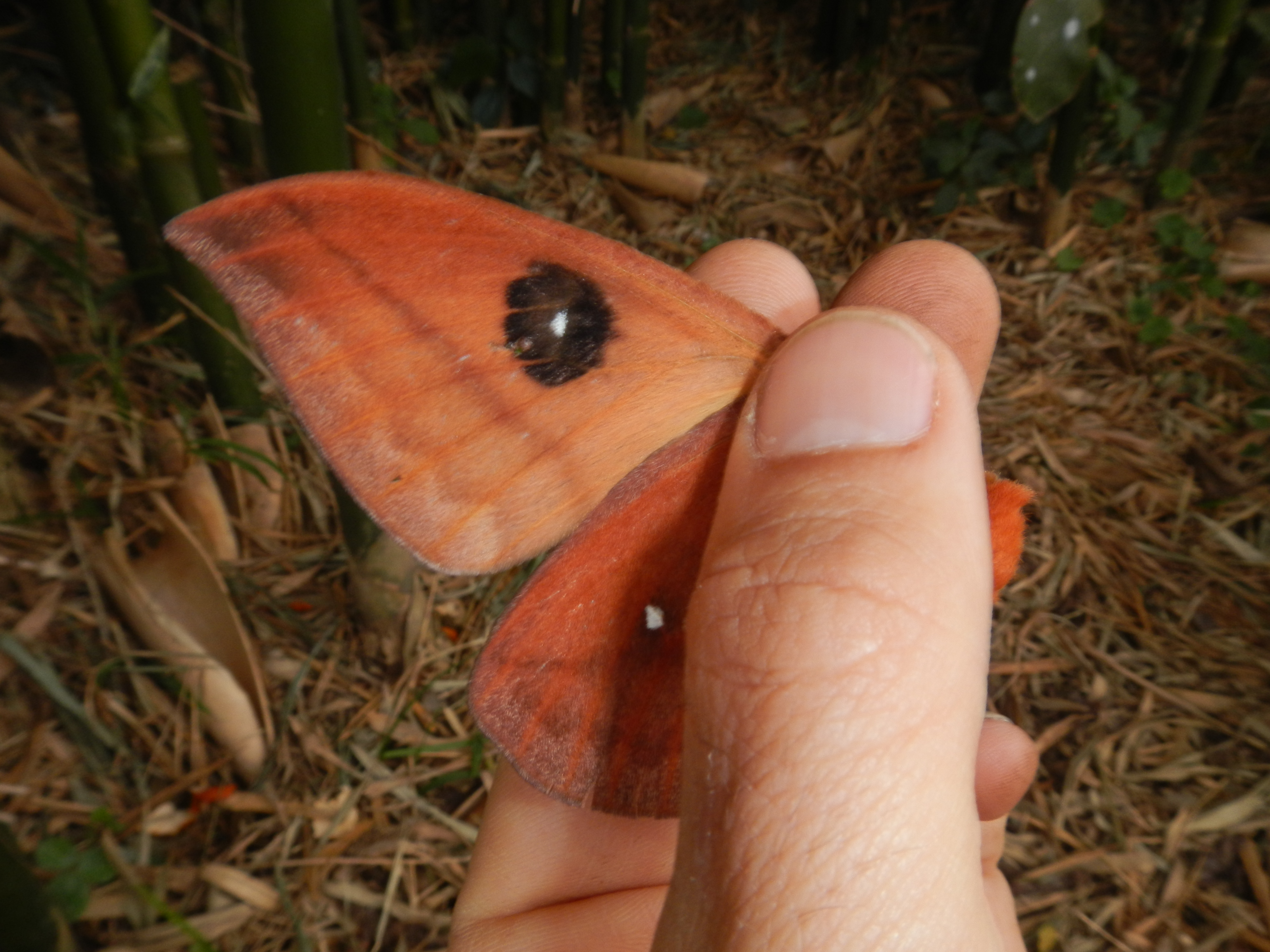 20160930 Fazenda entomologia lepidoptera mariposa insetos 007.jpg
