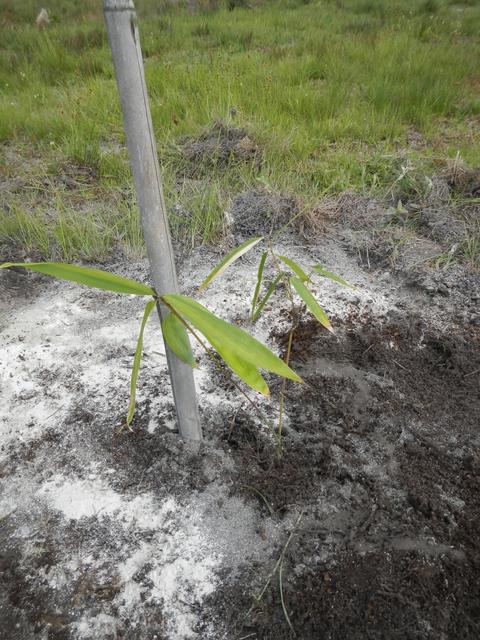 20161005 Fazenda Plantio Bambuseto Coleção Dendrocalamus asper 004.jpg
