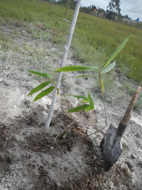 20161005 Fazenda Plantio Bambuseto Coleção Dendrocalamus asper 007.jpg