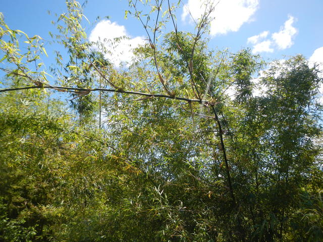 20161007 Fazenda Bambuseto antigo Dendrocalamus sp maciço 002.jpg