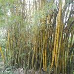 20161011 Fazenda Projeto Bambu viagem campo Taquara RS 003.jpg