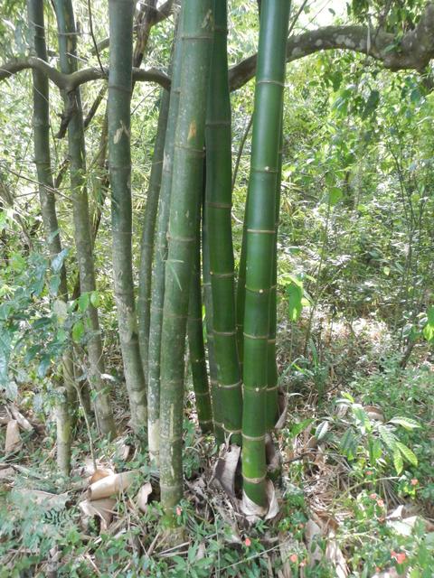 20161011 Fazenda Projeto Bambu viagem campo Taquara RS 006.jpg