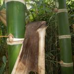 20161011 Fazenda Projeto Bambu viagem campo Taquara RS 013.jpg