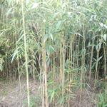 20161011 Fazenda Projeto Bambu viagem campo Taquara RS 014.jpg