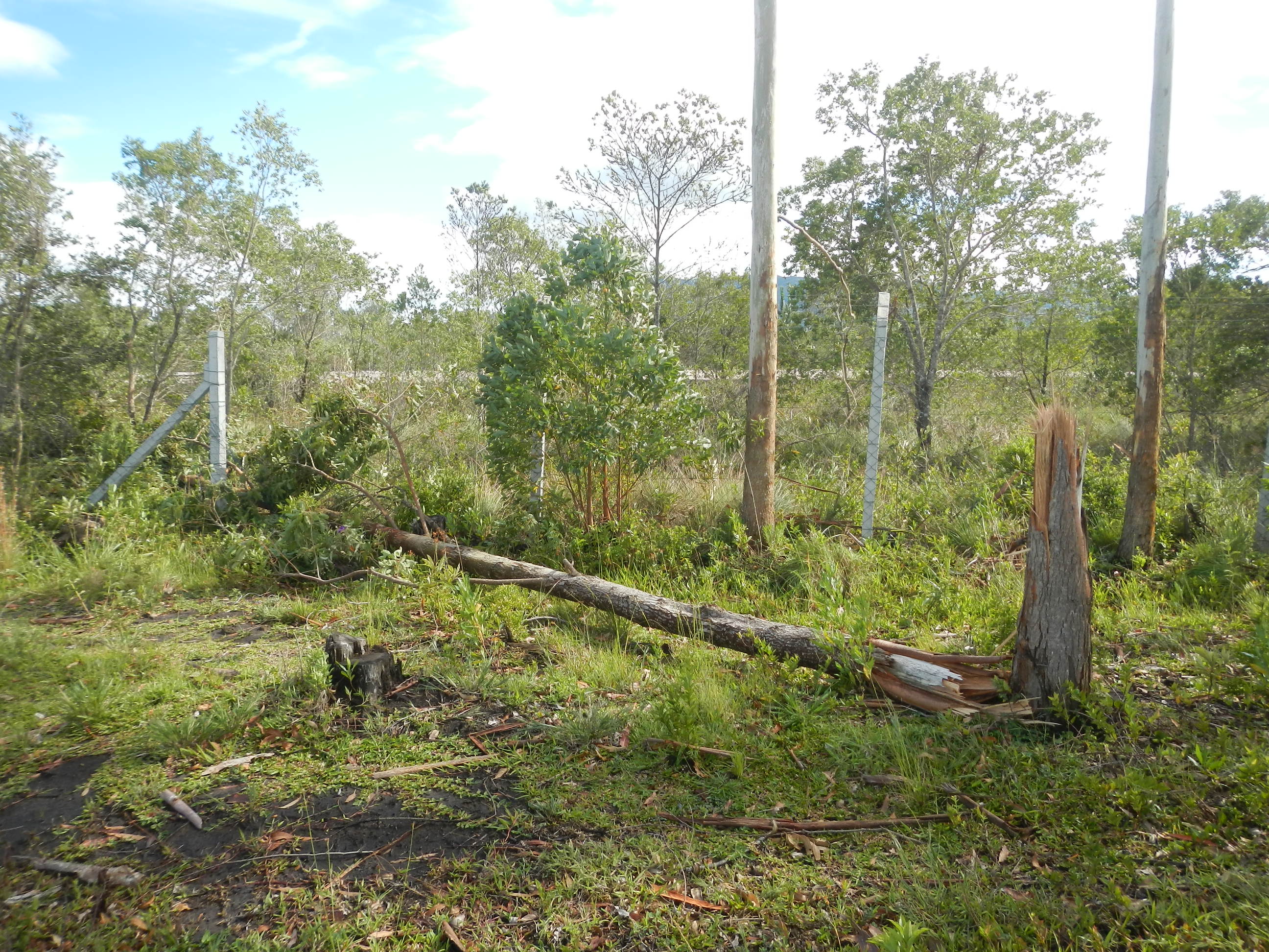 20161205 Fazenda Prejuízos após ciclone 032 Queda de árvores sobre cerca.jpg
