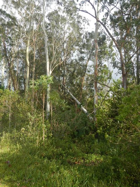20161205 Fazenda Prejuízos após ciclone CeFA 018 Queda de árvores.jpg