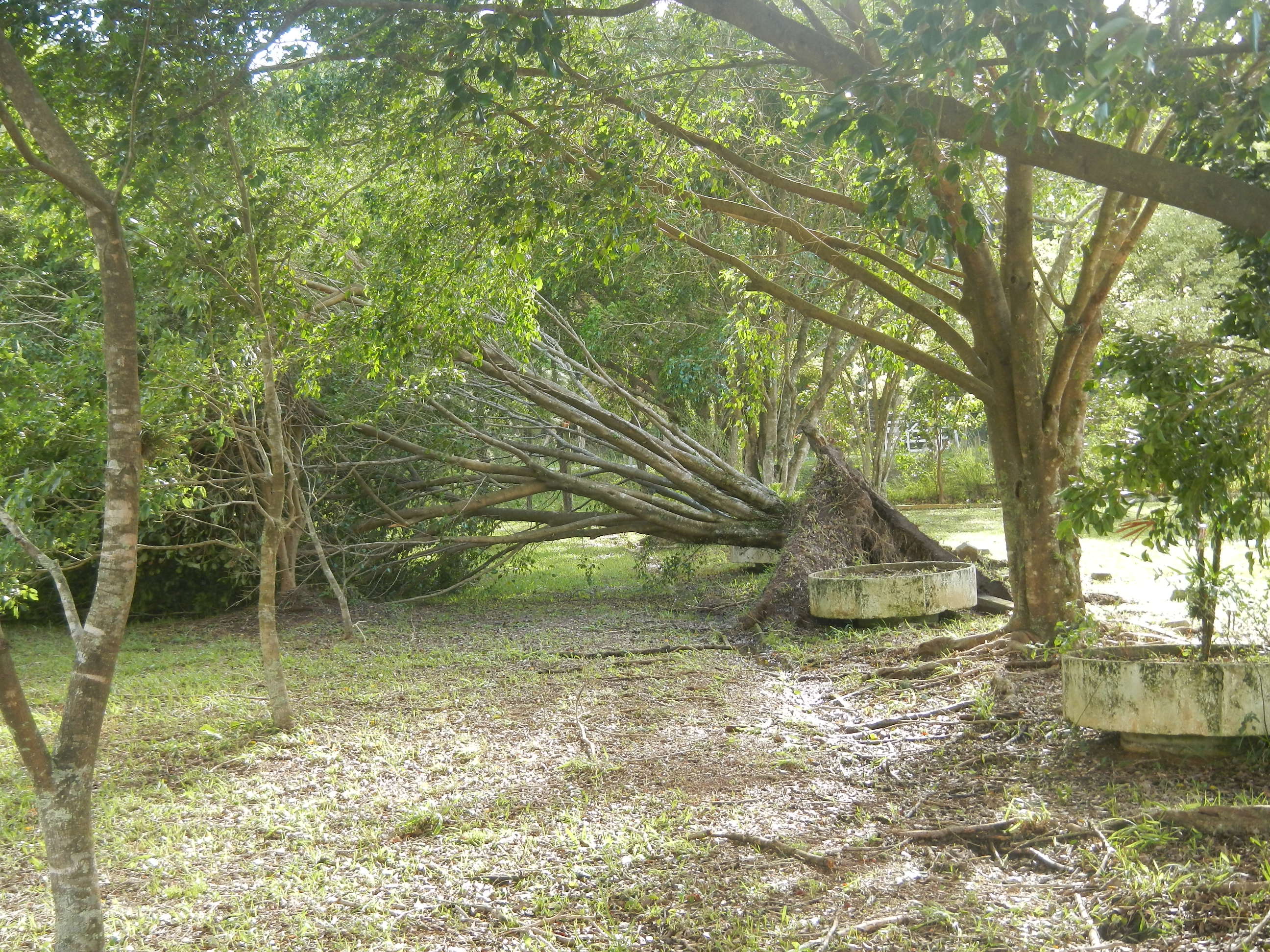 20161205 Fazenda Prejuízos após ciclone CeFA 035 Queda de árvores.jpg