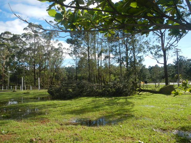 20161205 Fazenda Prejuízos após ciclone CeFA 051 Queda de árvores.jpg