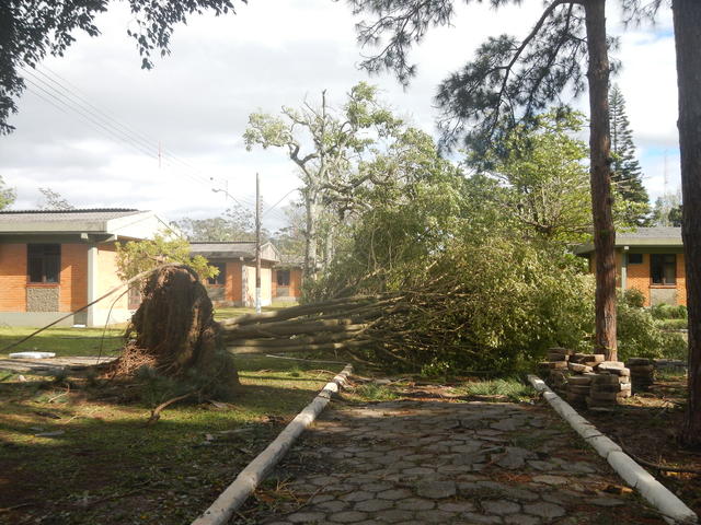 20161205 Fazenda Prejuízos após ciclone CeFA 059 Queda de árvores.jpg