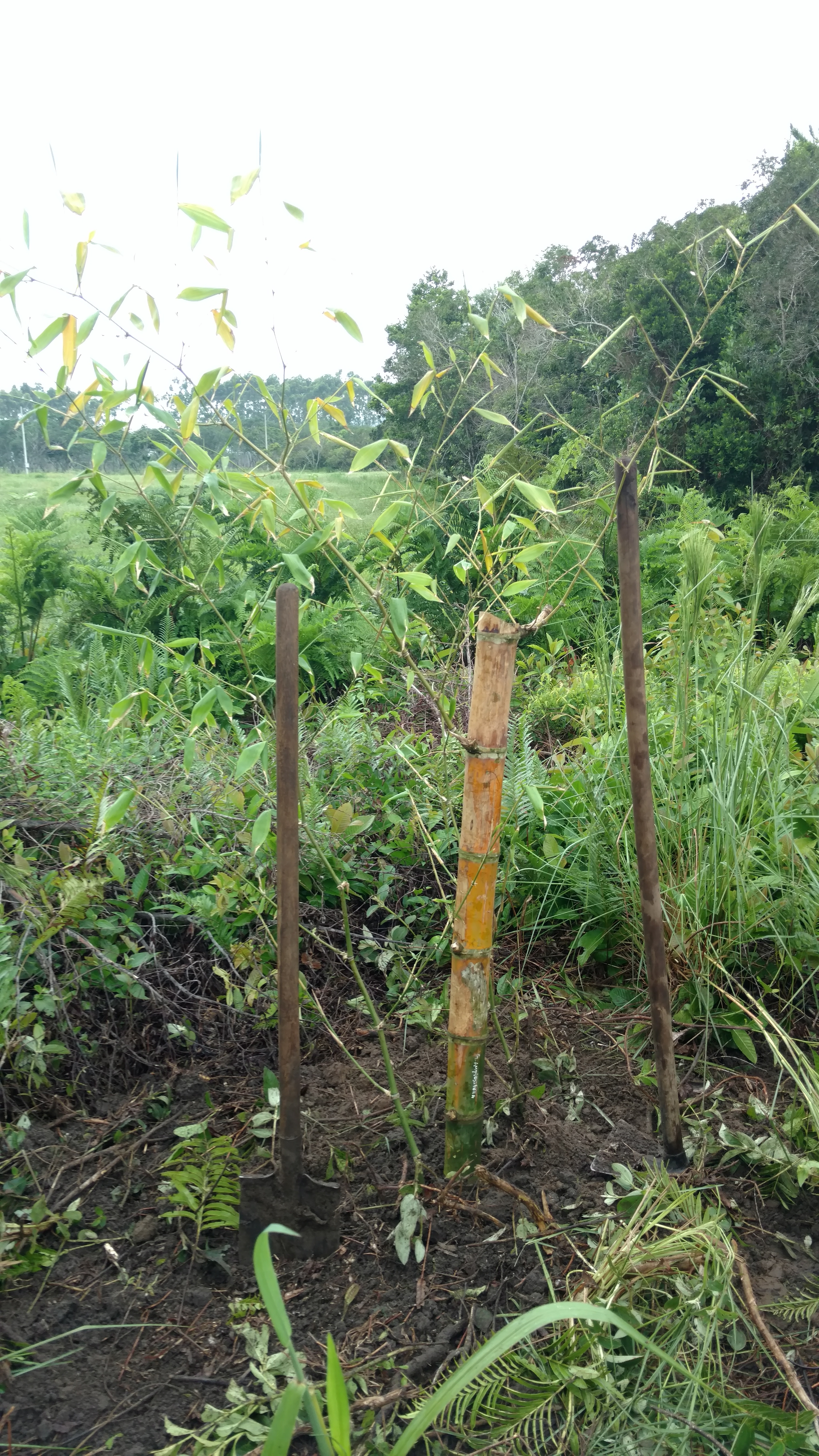 20170203 Fazenda Bambuseto antigo plantio novo possível Guadua amplexifolia (1).jpg
