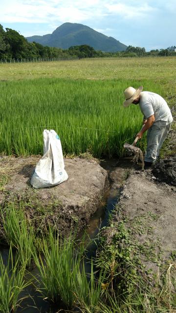 20170224 Fazenda  Lavouras EnchimentoQuadras de arroz Ricicultura (2).jpg