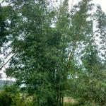 20170505 Fazenda silvicultura Bambusa vulgaris (1).jpg