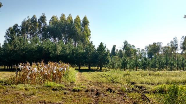 20170725 Fazenda Silvicultura e Lavoura Eucalipto Pinus 003.jpg