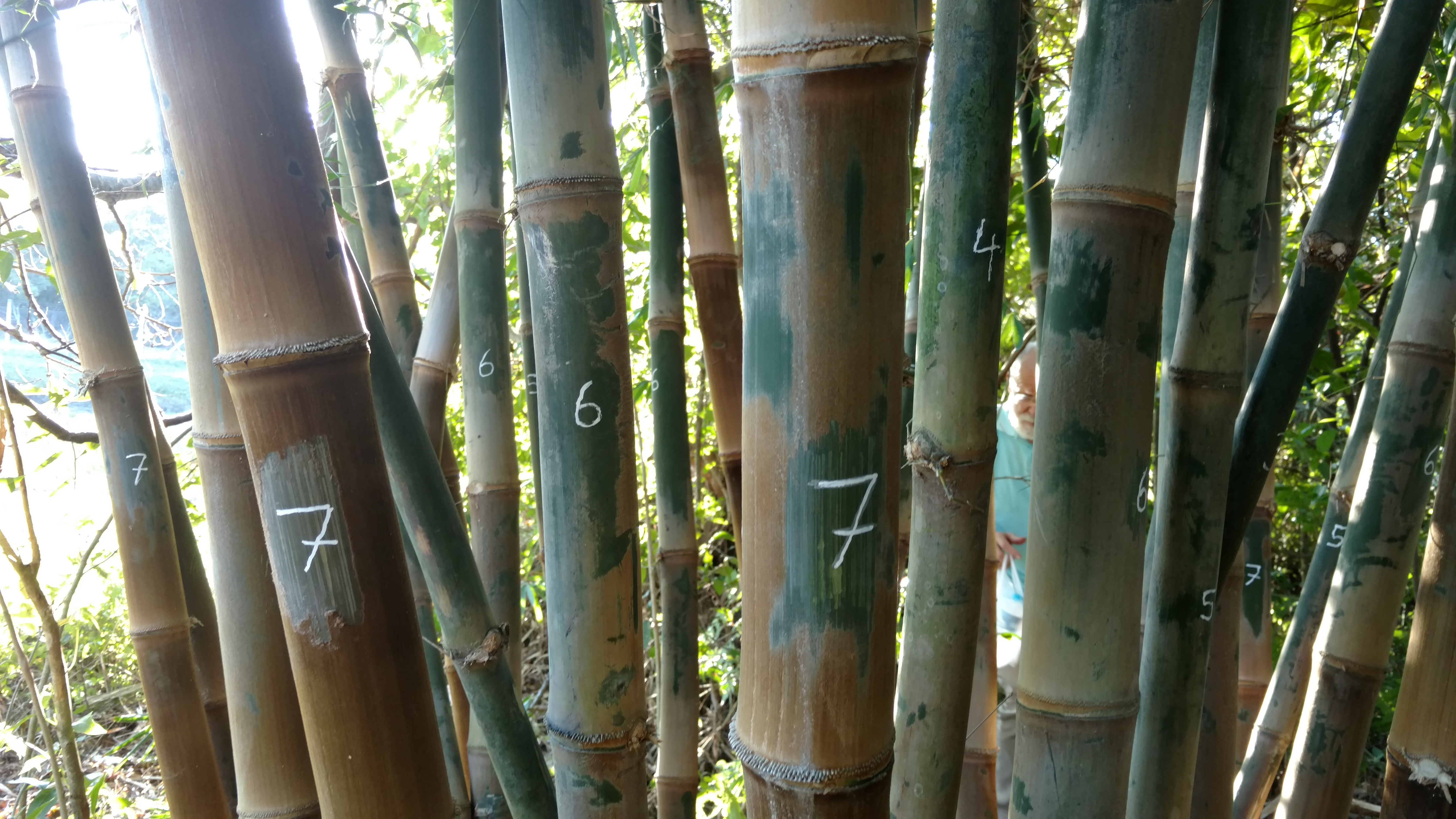 20170818 Fazenda Bambu marcação e manejo Dendrocalamus asper Rema.jpg