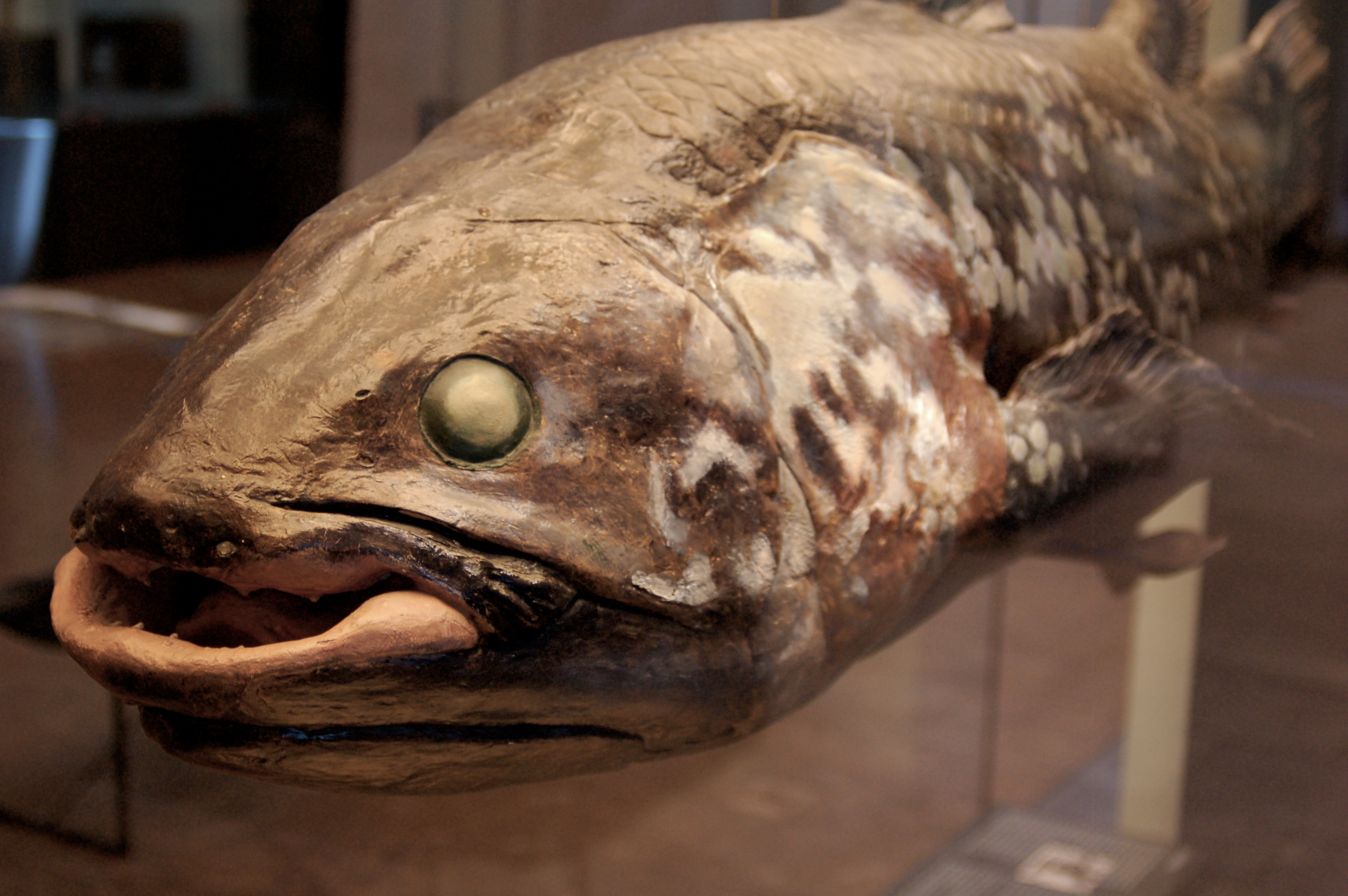Coelacanth-Wiki-Commons