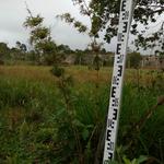 20170925 Fazenda Bambuseto Censo crescimento touceiras Chusquea leptophyla A15.jpg