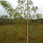 20170925 Fazenda Bambuseto Censo crescimento touceiras (10) Bambusa vulgaris vittata B2.jpg