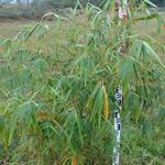 20170925 Fazenda Bambuseto Censo crescimento touceiras (14) Bambusa ventricosa D2.jpg