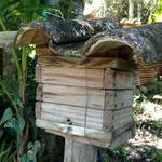 20171028 Permacultura Vargem Grande Visita projeto final Ecovila São José (21) Meliponicultura abelhas sem ferrão.jpg