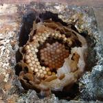 20171028 Permacultura Vargem Grande Visita projeto final Ecovila São José (26) Meliponicultura abelhas sem ferrão.jpg
