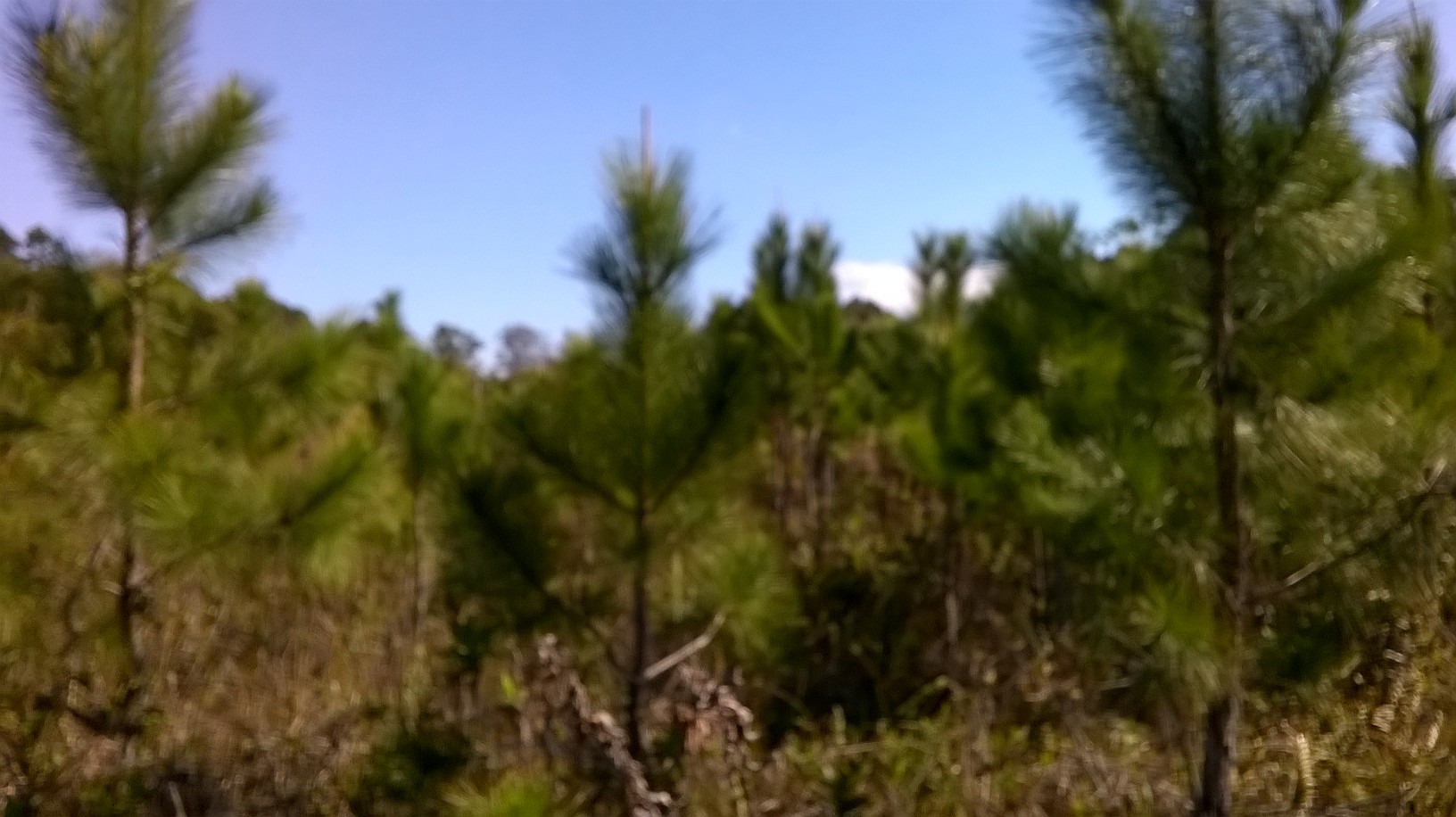 20160909 Fazenda rebrote de pinus espontâneo em áreas (4).jpg