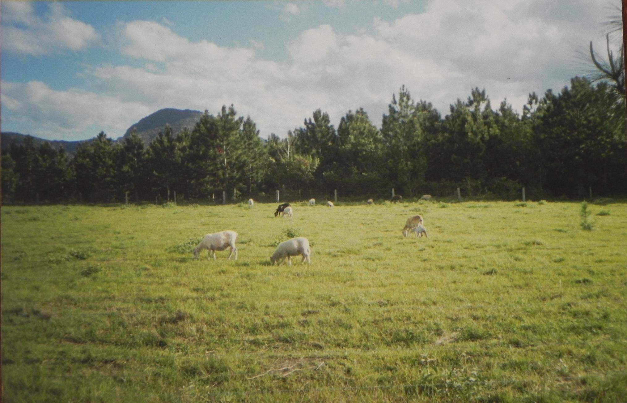 200404 ovelhas na entrada.jpg