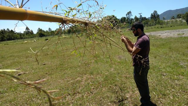 20171101 Fazenda Florada Bambusa tuldoides Bambu (5).jpg