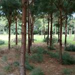 20171103 Fazenda Desrama pinus silvicultura (4).jpg