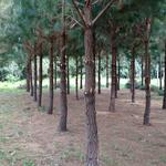 20171103 Fazenda Desrama pinus silvicultura (5).jpg