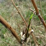 20171122 Fazenda Bambu Guadua angustifolia após poda e raleio após queimada incêndio para rebrote (2).jpg