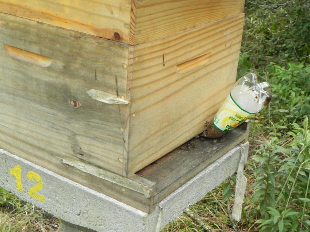 20100723 Fazenda alimentação apiário e bambuseto 004.jpg