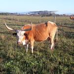 2018-09-06 Fazenda Vaca Crioula-lageano