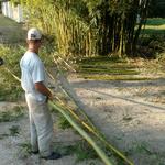 20180726 Fazenda Bambu corte para venda (1)