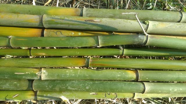 20180726 Fazenda Bambu corte para venda (2)