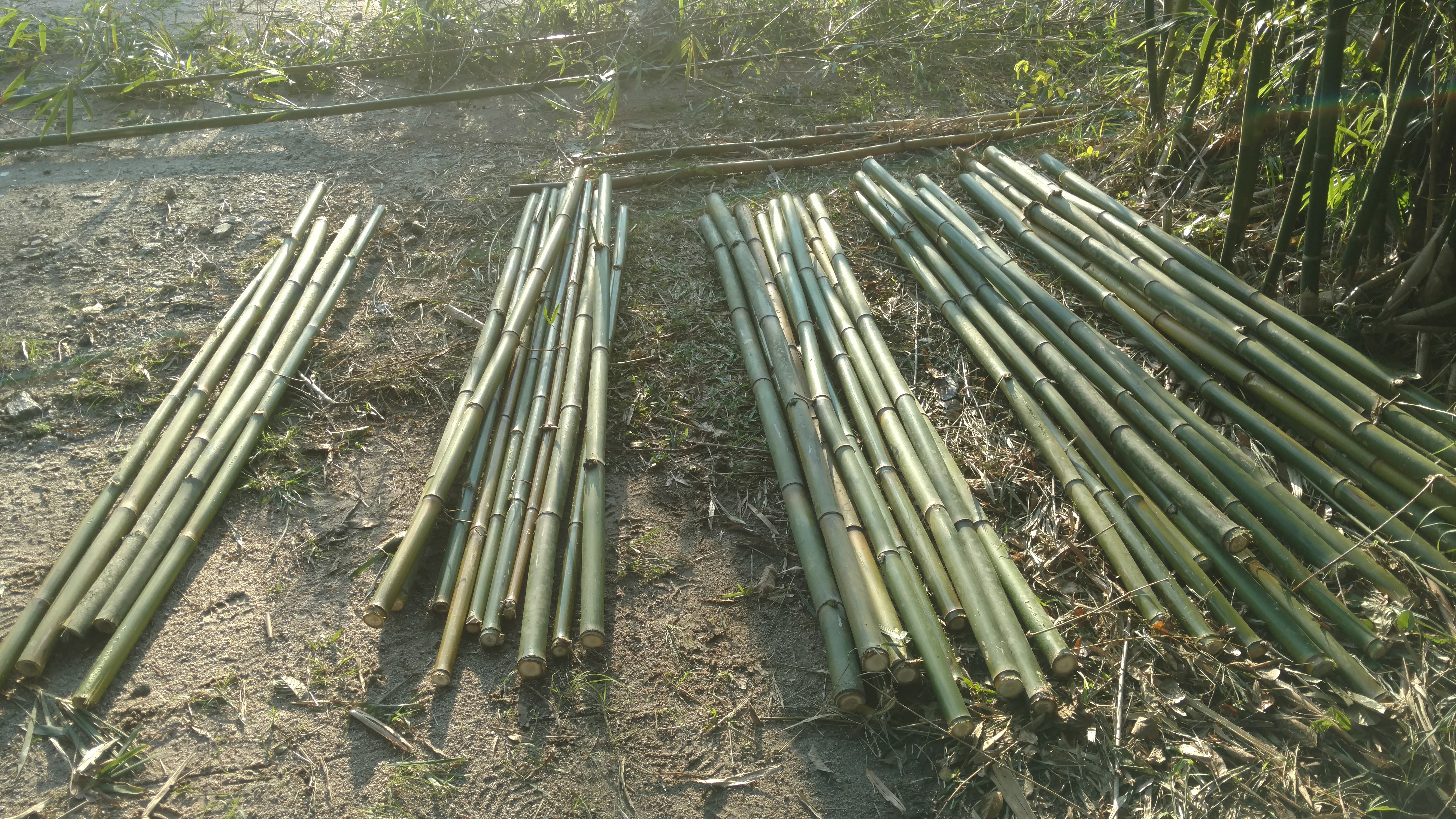 20180726 Fazenda Bambu corte para venda (3)